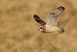   Short-eared Owl (Asio flammeus flammeus)